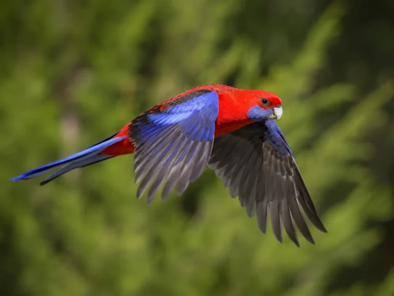 Rosella roja