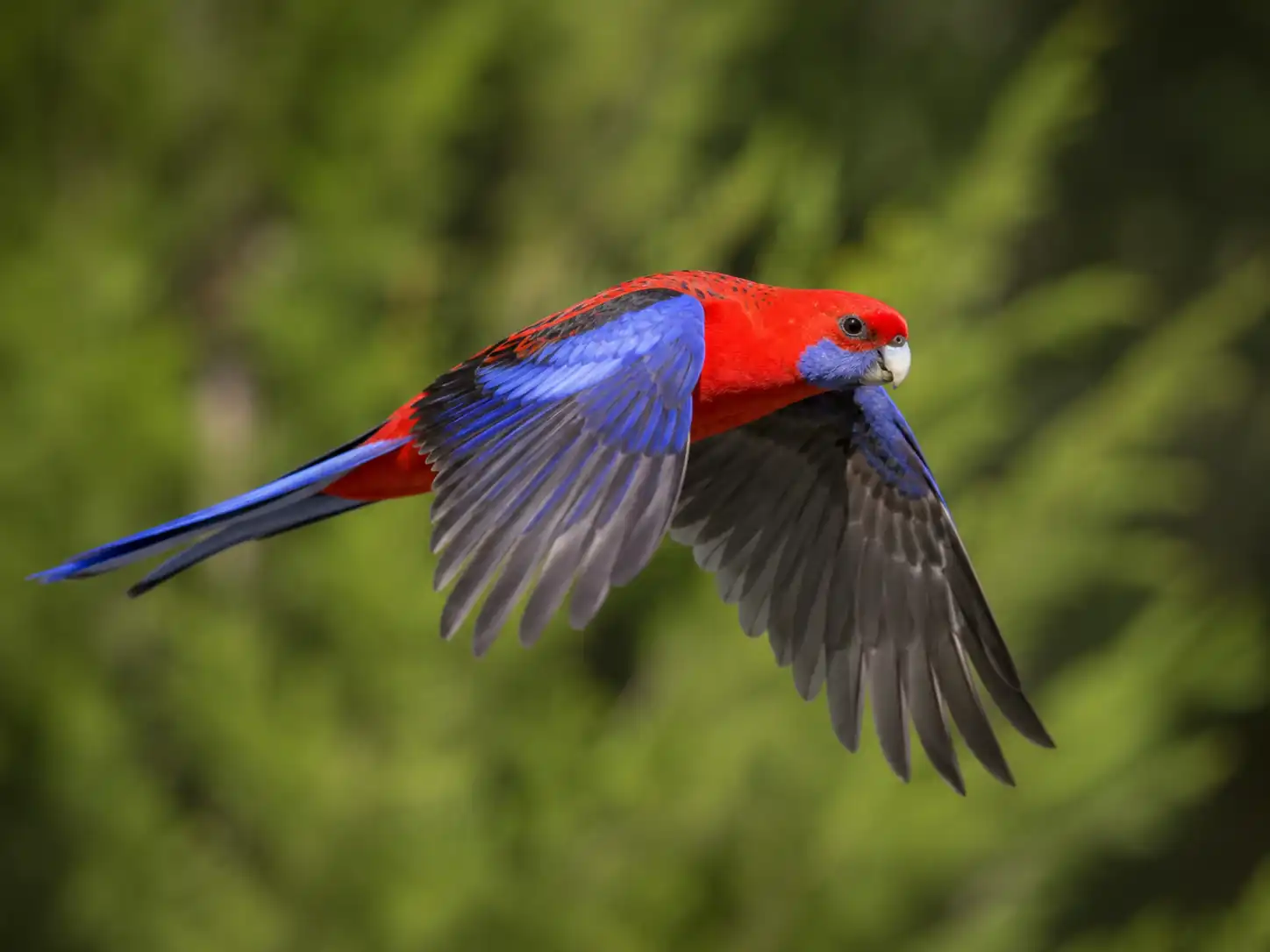 Crimson rosella