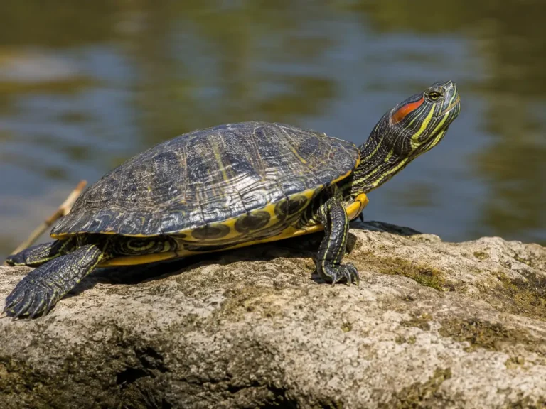 Red-eared Slider
