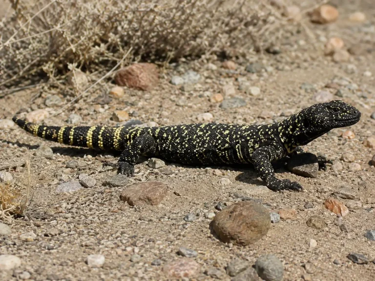 Mexican beaded lizard