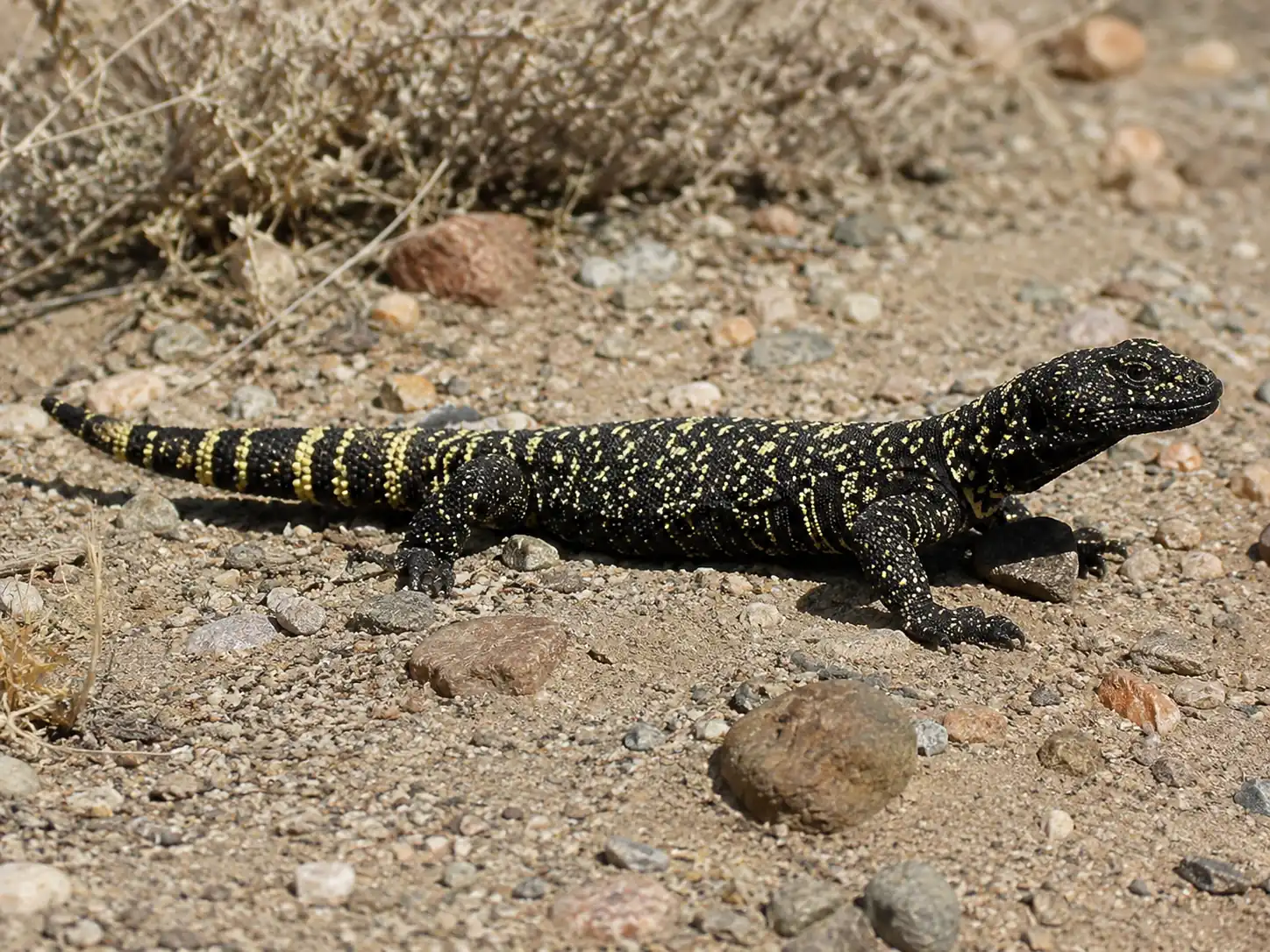 Mexican beaded lizard