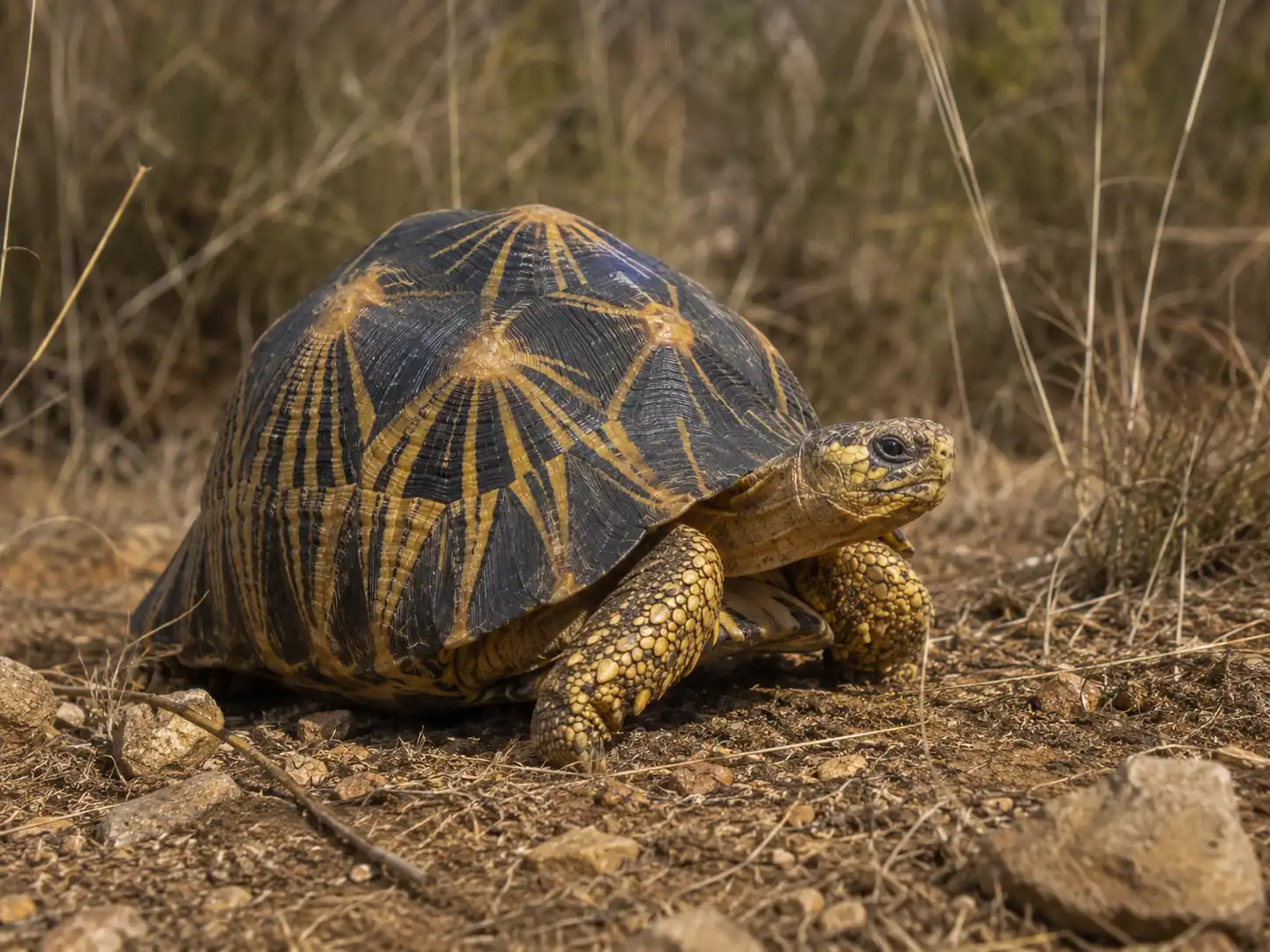 Radiated Tortoise