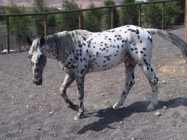 Appaloosa horse] - The Portal to Texas History