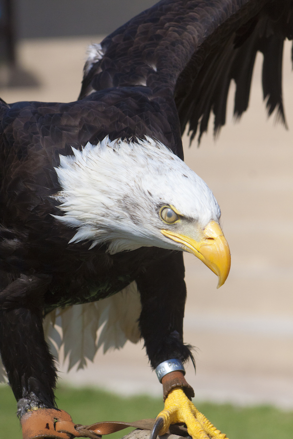 The Bald Eagle: Our National Bird - America Comes Alive