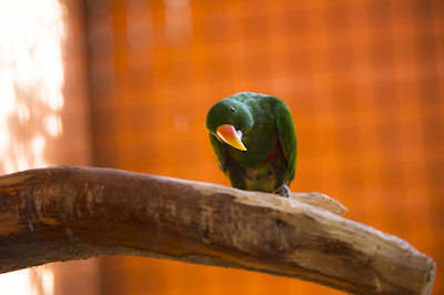 The Moluccan eclectus