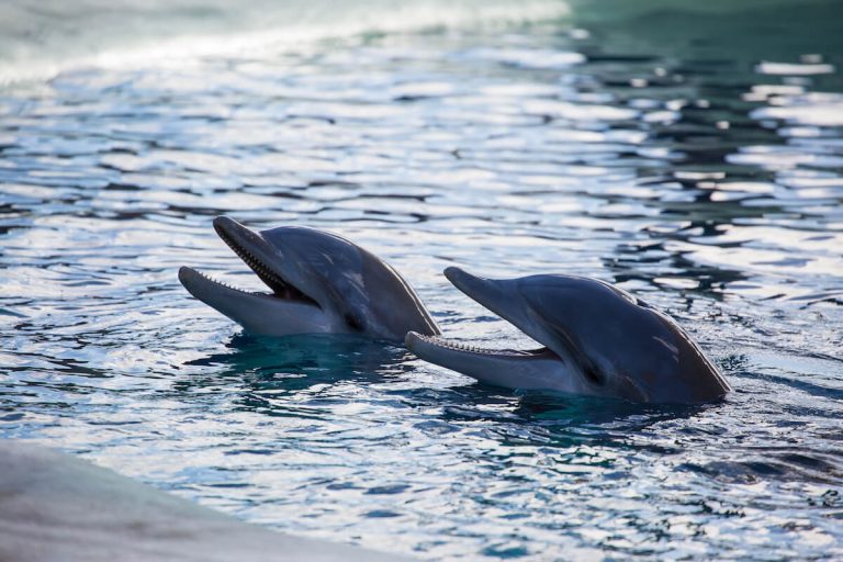 Seit einer Woche leben vier Delfine bei uns