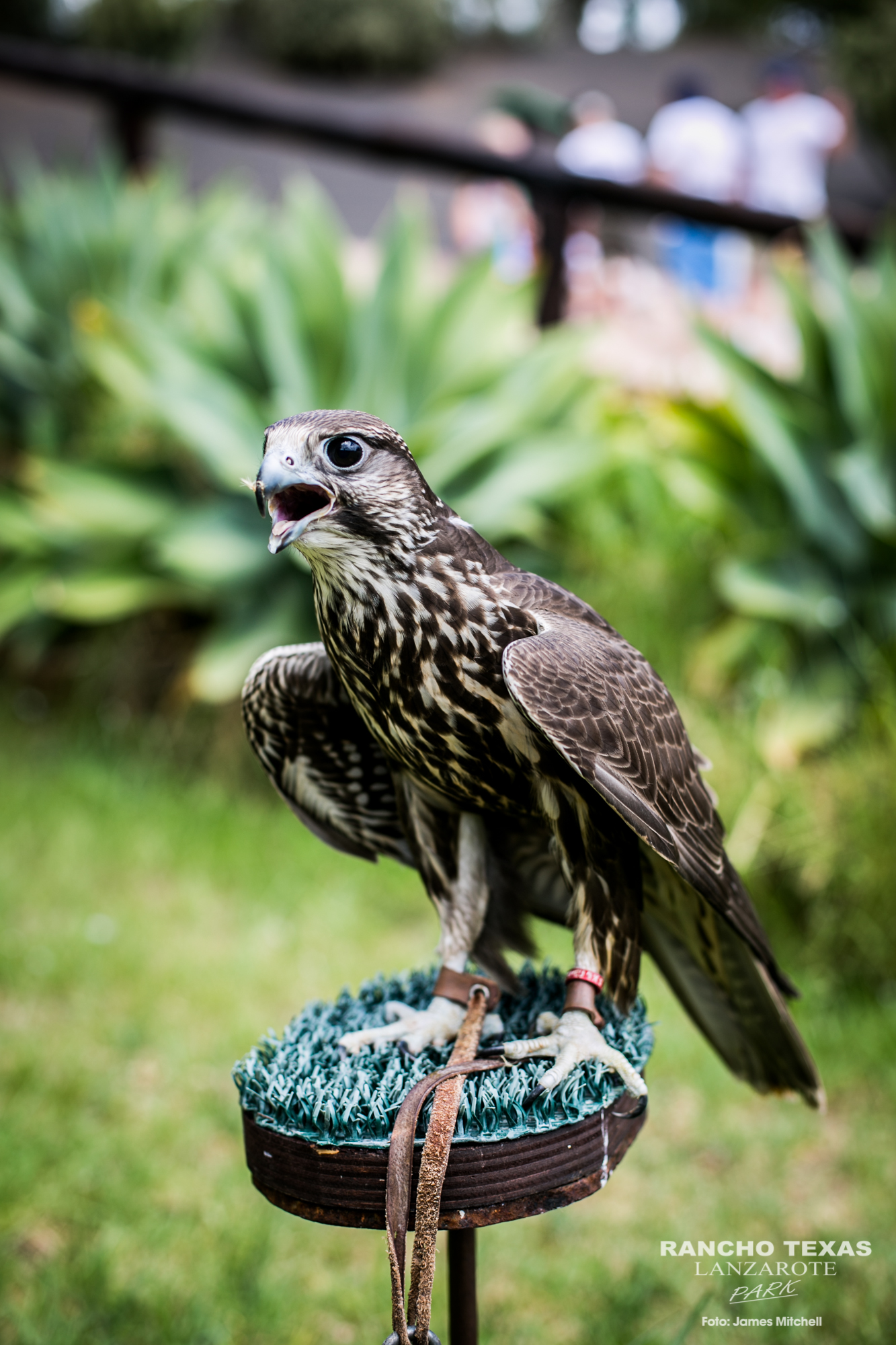 The saker falcon