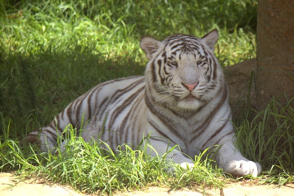 Tigre blanco - Rancho Texas - Lanzarote Park-min