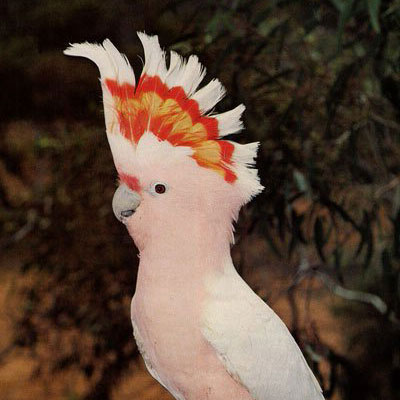 The pink cockatoo