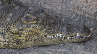 Cocodrilo del Nilo, Crocodylus niloticus - Rancho Texas Lanzarote Park