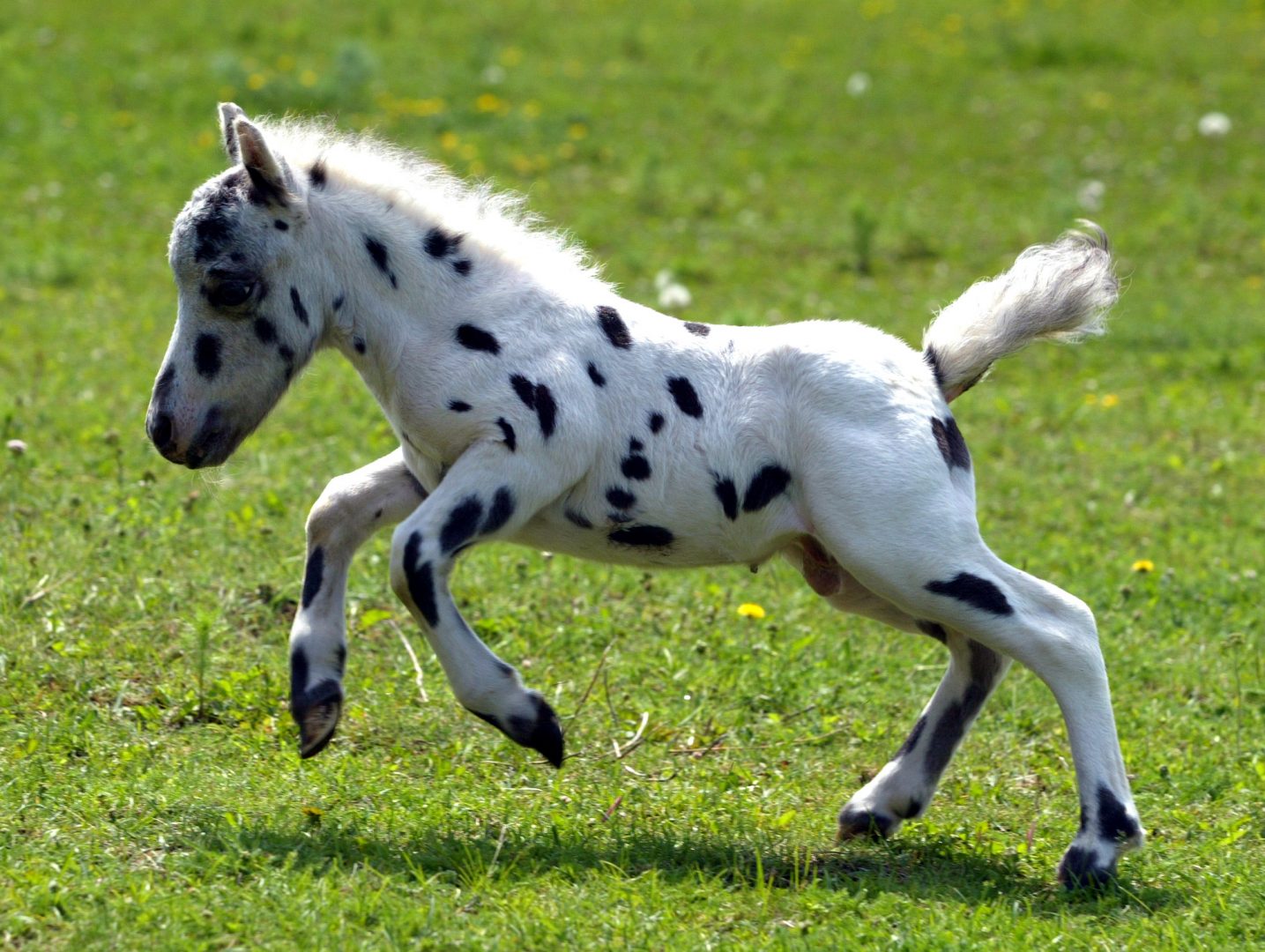 Маленькая лошадка пони. Лошади породы Фалабелла. Порода лошадей Аппалуза жеребенок. Пони породы Фалабелла. Карликовая лошадка Фалабелла.